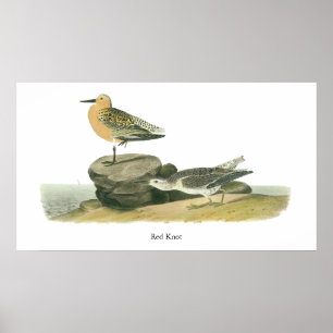 Poster Noeud rouge, John Audubon