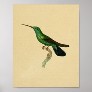 Poster Noir 1830 de vert d'impression de colibri de cru