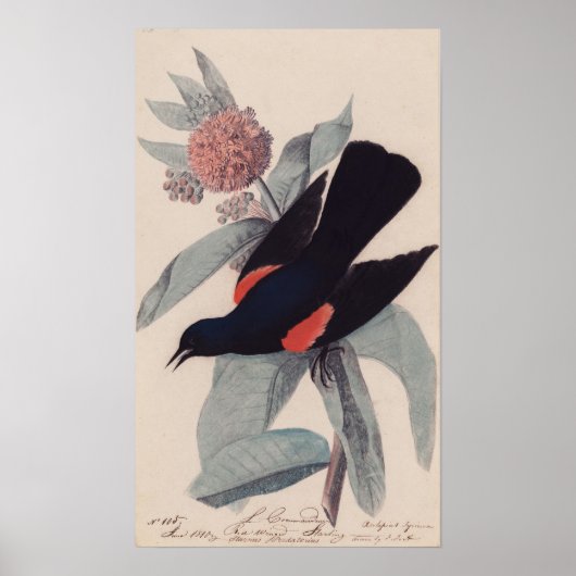 Poster Noir à ailes rouges par John James Audubon (Devant)
