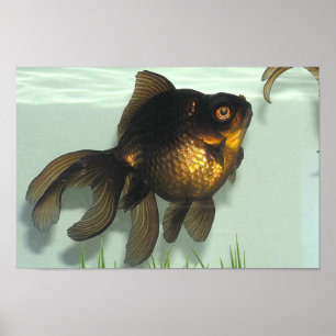 Poster Noir-amarrez le dossier de poisson rouge
