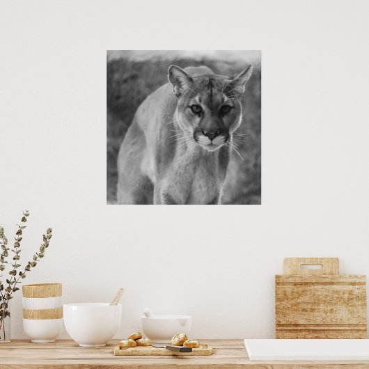 Poster noir & blanc Cougar (Cuisine)