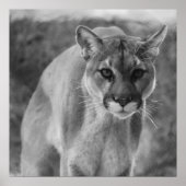 Poster noir & blanc Cougar (Devant)