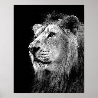 Poster noir blanc Lion - Art de la photographie an