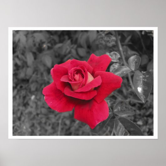 Poster noir blanc rouge rose (Devant)