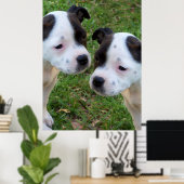 Poster Noir Blanc Staffordshire Bull Terrier Chiots, (Bureau à domicile)