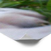 Poster Noir Blanc Staffordshire Bull Terrier Chiots, (Coin)