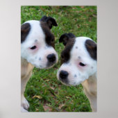Poster Noir Blanc Staffordshire Bull Terrier Chiots, (Devant)