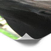 Poster noir de Cheval Frei Imprimer (Coin)