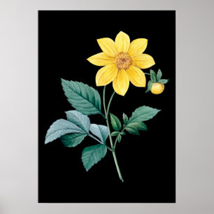 Poster noir de fleur jaune Dahlia