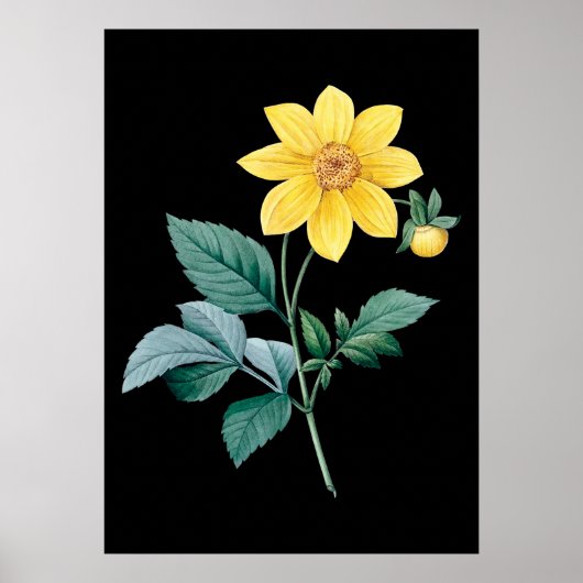 Poster noir de fleur jaune Dahlia (Devant)