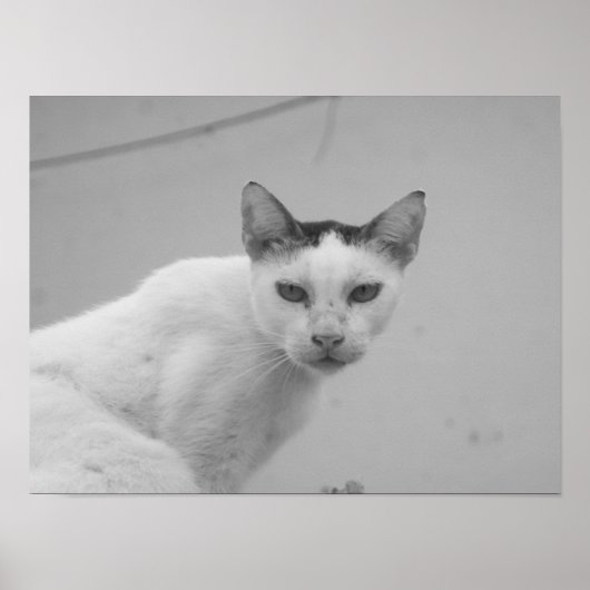 Poster Noir et blanc - Chat 02 (Devant)