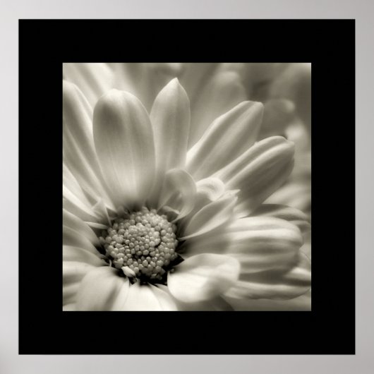 Poster noir et blanc Daisy (Devant)