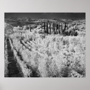 Poster Noir et blanc des vignes, Montepulciano, Italie