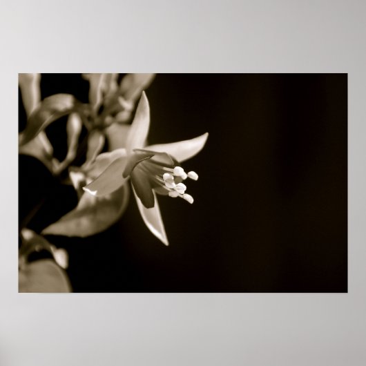 Poster noir et blanc Fuschia (Devant)