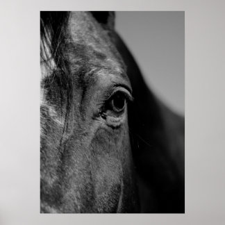 Poster Noir et blanc Gros plan Cheval Oeil OEuvre