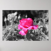 Poster Noir et blanc rose (Devant)