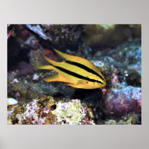 Poster Noir et or Damselfish