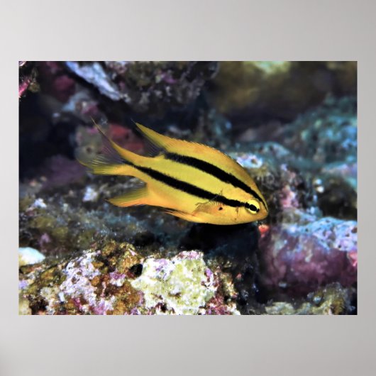 Poster Noir et or Damselfish (Devant)