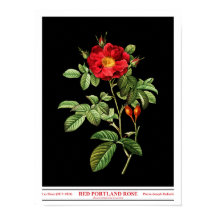 Poster noir Rosa Damascena Coccinea