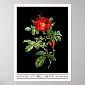 Poster noir Rosa Damascena Coccinea