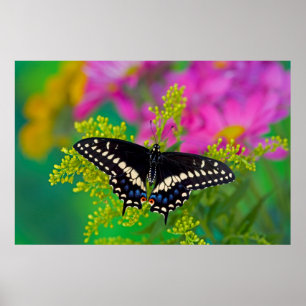 Poster Noir Swallower sur Golden Rod