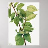 Poster Noisette (Corylus rostrata) (1932) de Mary (Devant)