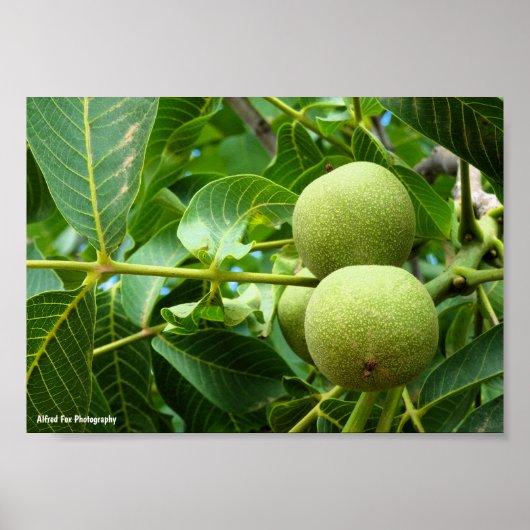 Poster Noix dans le feuillage vert (Devant)
