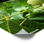 Poster Noix dans le feuillage vert (Coin)