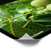 Poster Noix dans le feuillage vert (Coin)