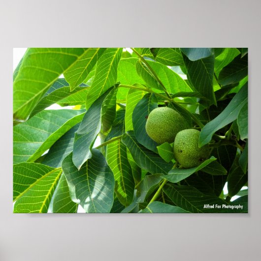 Poster Noix dans un feuillage vert éclairé (Devant)