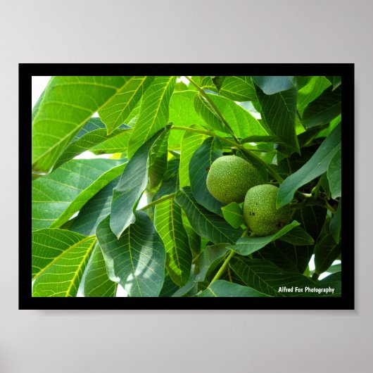 Poster Noix dans un feuillage vert éclairé (Devant)