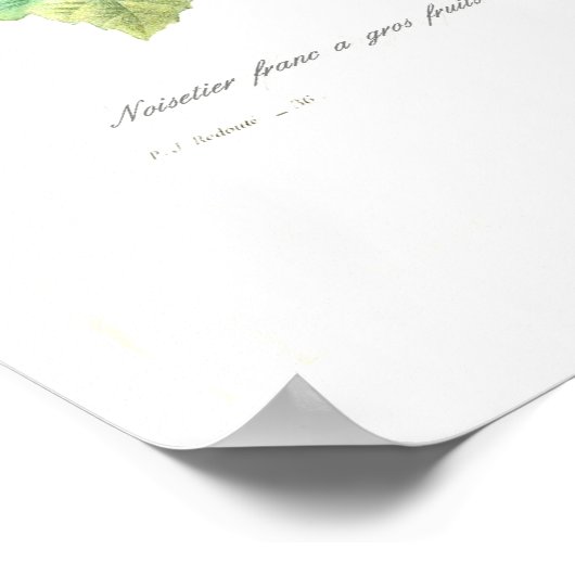 Poster Noix de brume (Coin)