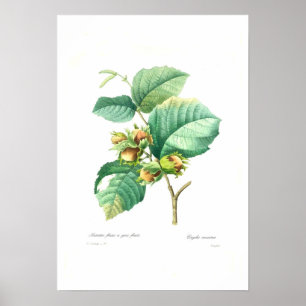 Poster Noix de brume