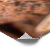 Poster noix de cajou Brown (Coin)