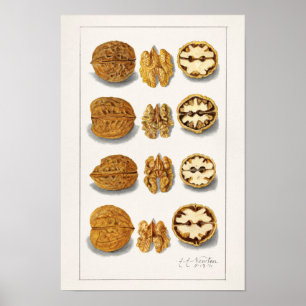 Poster Noix (Juglans) Peinture à l'aquarelle de fruits