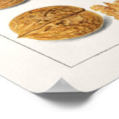 Poster Noix (Juglans) Peinture à l'aquarelle des graines (Coin)