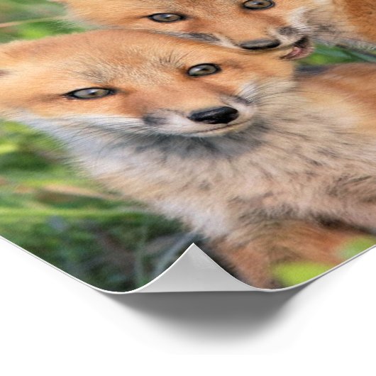 Poster Nom Fox (Coin)