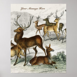 Poster Nom Personnalisé Red Deer Hart, Hind, Roebuck Musc
