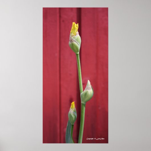 Poster Non ouvert - Jaune (Devant)