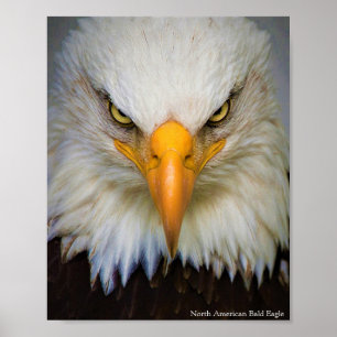 Poster Noordamerikaanse Bald Eagle
