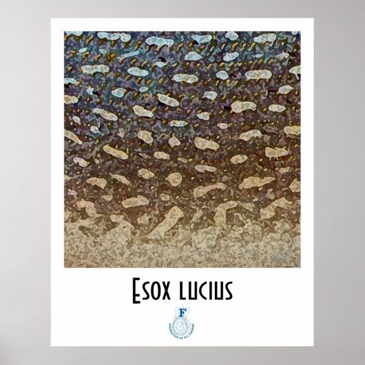 Poster Noordelijke Pike FFF (Voorkant)