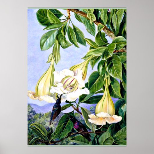 Poster Nord - Foliage et Fleurs d'un Américain tropical (Devant)