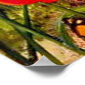 Poster Nord - Un Sundew sud-africain (Coin)