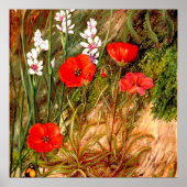 Poster Nord - Un Sundew sud-africain (Devant)