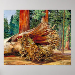 Poster Nord - Une Calaveras Géante Tombée Grove Californi