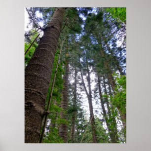 Poster Norfolk Island Pine Trees
