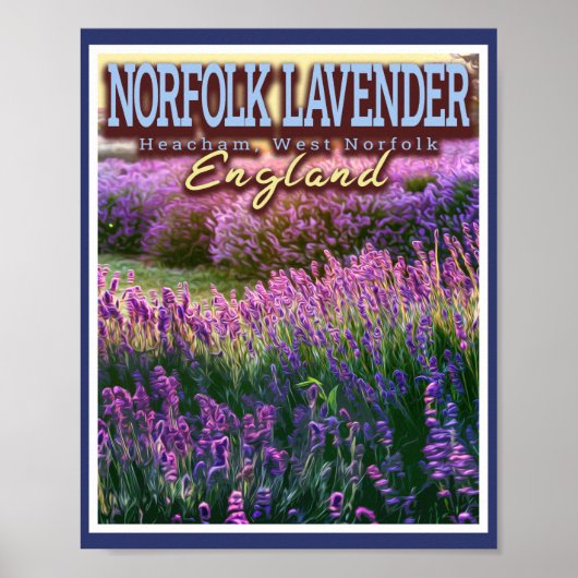 POSTER NORFOLK LAVENDER - LAVENDER FIELD NORFOLK ANGLETER (Devant)