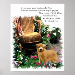 Poster Norfolk Terrier Art Imprimer