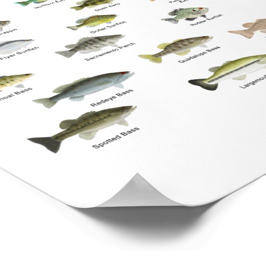 Poster North American Sunfish Group (nom) (Coin)