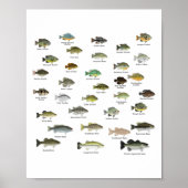 Poster North American Sunfish Group (nom) (Devant)